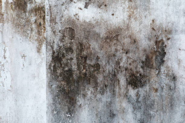 Best Commercial Mold Inspection  in East Sonora, CA